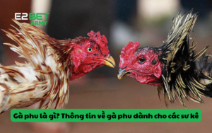 Gà phu là gì? Thông tin về gà phu dành cho các sư kê