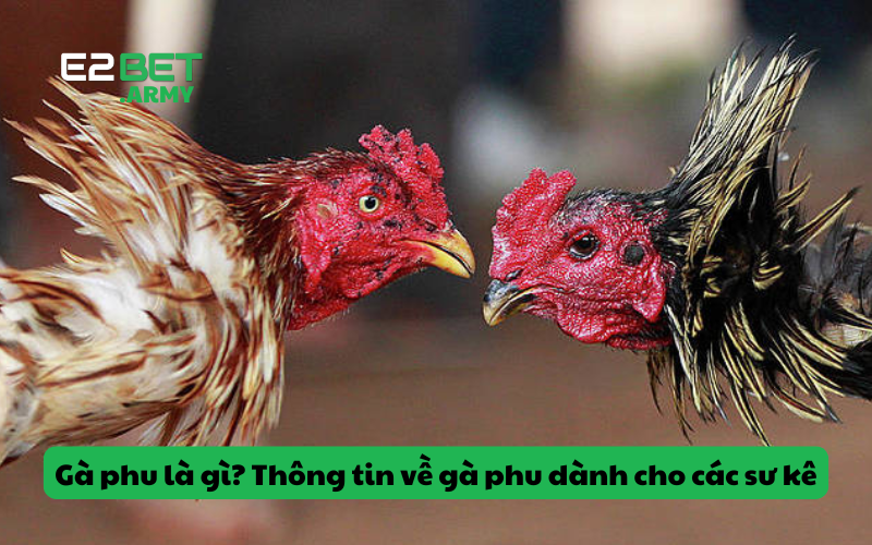 Gà phu là gì? Thông tin về gà phu dành cho các sư kê