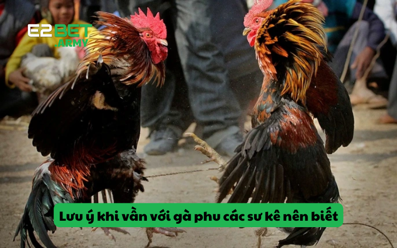 Lưu ý khi vần với gà phu các sư kê nên biết